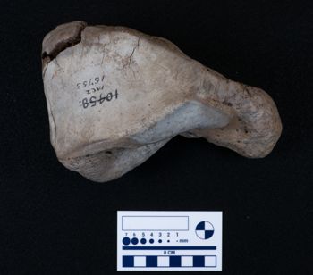 Media type: image;   Vertebrate Paleontology VPM-15735 Description: Photograph of an articular surface of a tarsal bone of MCZ VPM-15753, Mammuthus primigenius.;